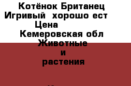 Котёнок Британец. Игривый, хорошо ест.  › Цена ­ 1 000 - Кемеровская обл. Животные и растения » Кошки   